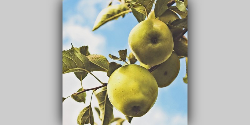 Soczyste jabłka